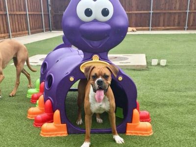 cute dog at dog pet resort going through purple caterpillar toy funnel